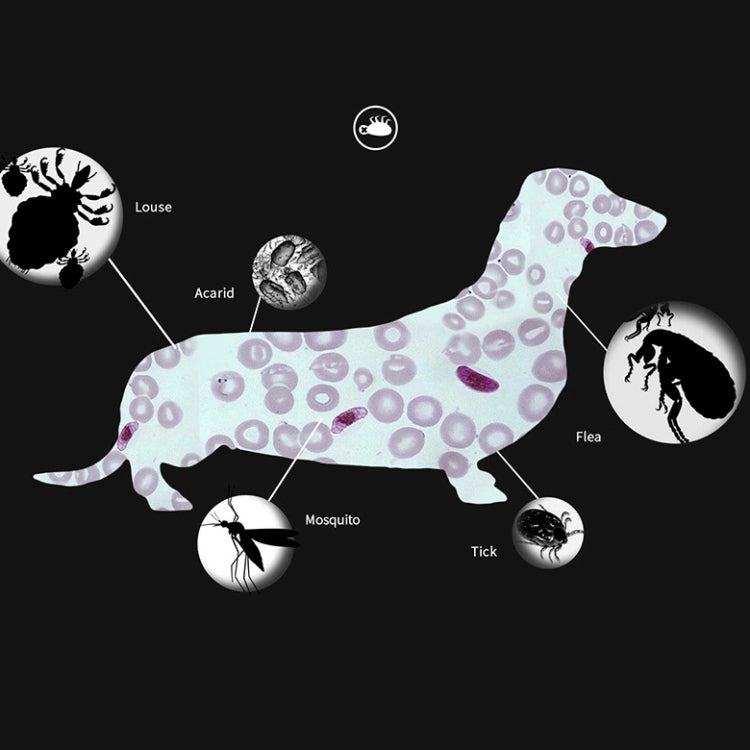 Pet Flea & Anti-Lice Collar Pet In Vitro Insect Repellent Ring, Small Dog/38cm, Large Dog/70cm