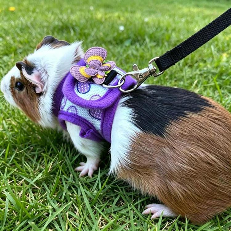 Guinea Pig Chinchilla Harness, Outdoor Walking Leash For Small Pets, Black S, Black M, Purple S, Purple M, Star S, Star M